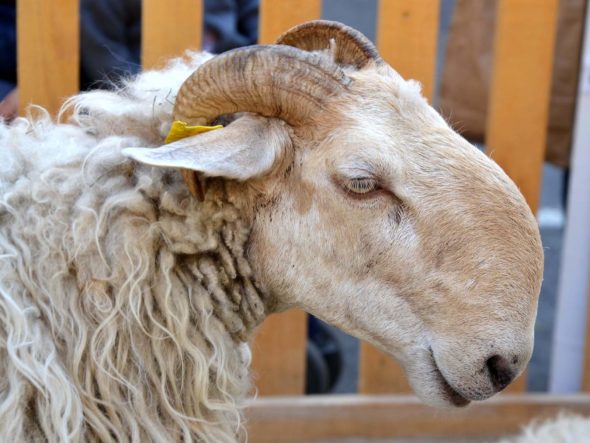 Pastoralisme et fête de la brebis brigasques